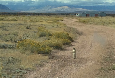 [IMAGE] prairie dog