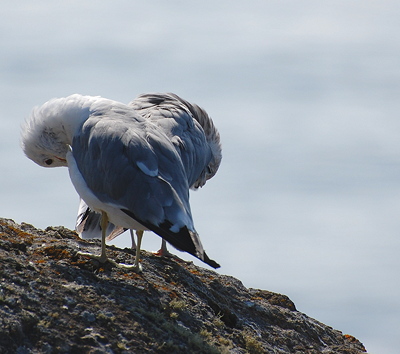 [IMAGE] gulls