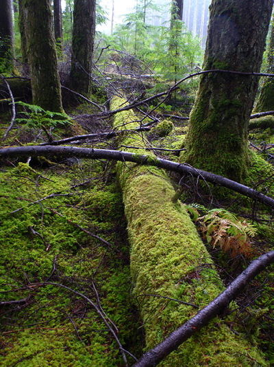 [IMAGE] mossy woods on Quadra