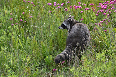 [IMAGE] Raccoon