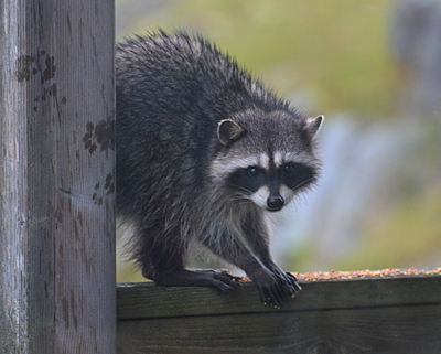 [IMAGE] Raccoon