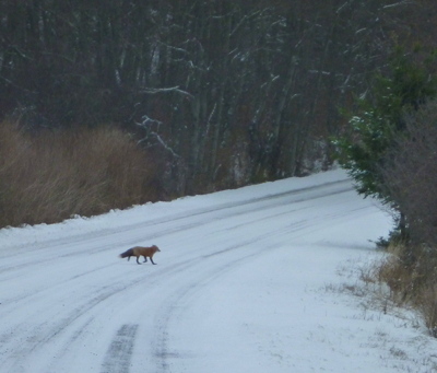 [IMAGE] winter fox