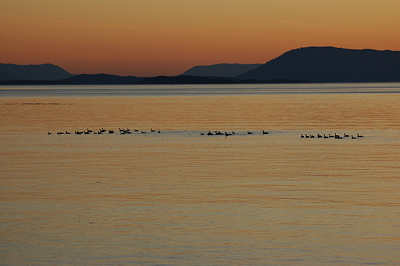 [IMAGE] surf scoters