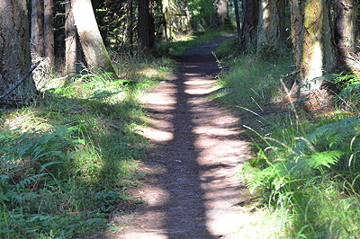 [IMAGE] island woods