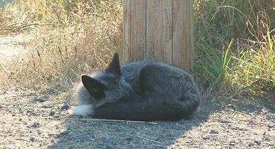 [IMAGE] fox nap
