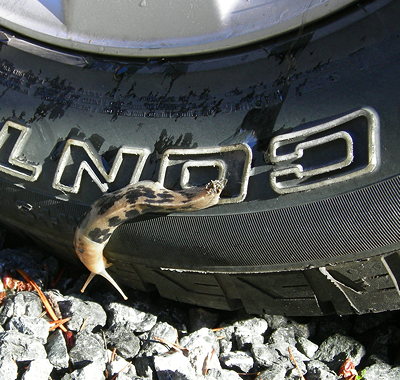 [IMAGE] slug