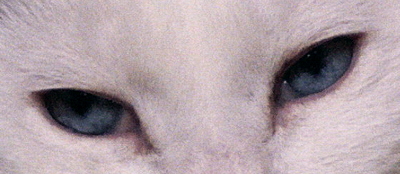 [IMAGE] cat eyes