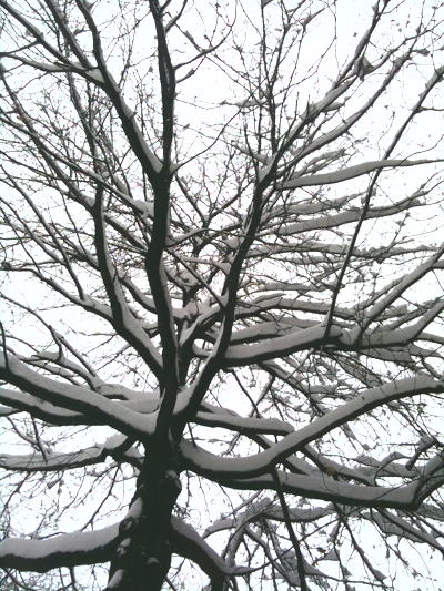[IMAGE] snow on tree