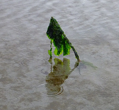 [IMAGE] standing kelp