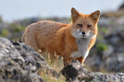 [IMAGE] Fox at door