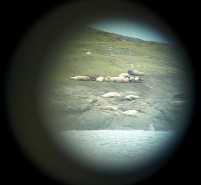 [IMAGE] Steller sea lions