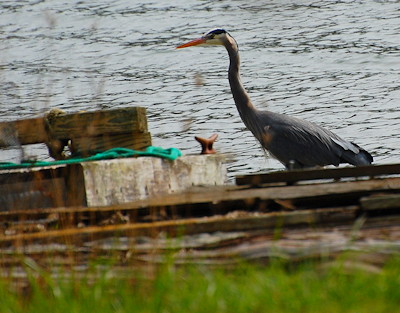 [IMAGE] heron