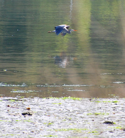 [IMAGE] heron