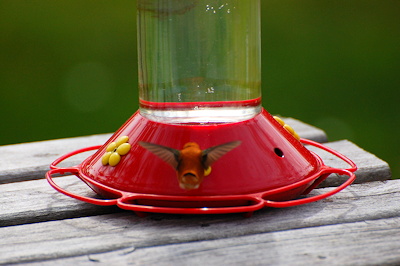 [IMAGE] Hummingbird