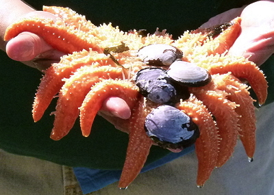[IMAGE] sunflower seastar at lunch