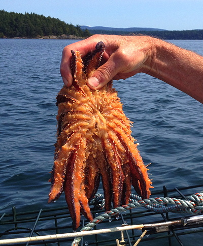 [IMAGE] sunflower seastar in the sun