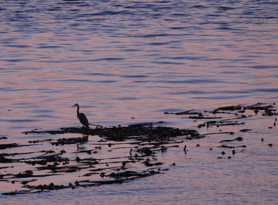 [IMAGE] heron at sunset