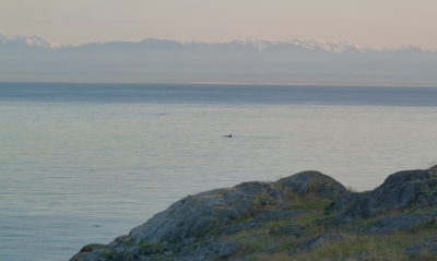 [IMAGE] orca at sunset