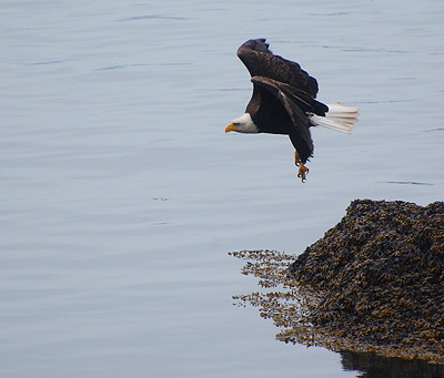 [IMAGE] Bald eagle