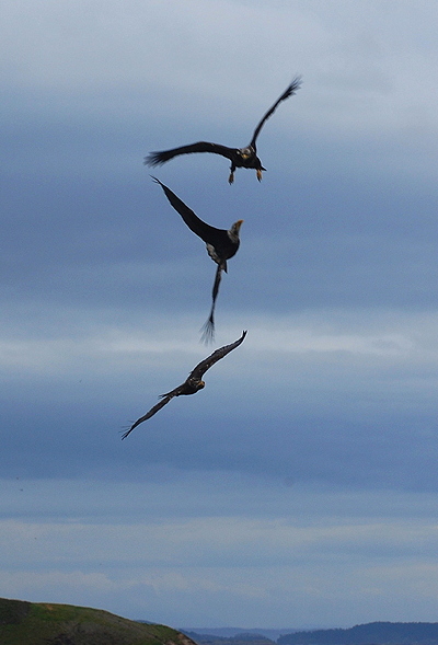 [IMAGE] Three Bad Eagles