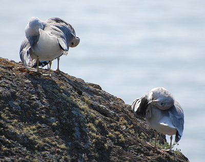 [IMAGE] gulls