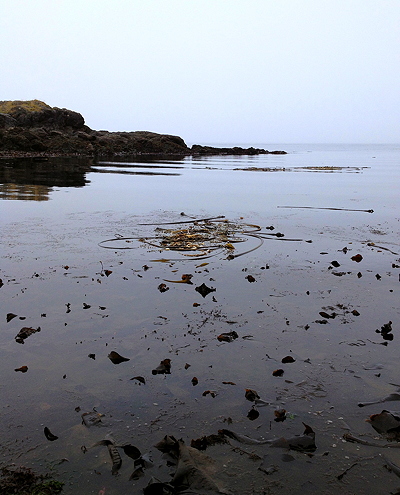 [IMAGE] low tide