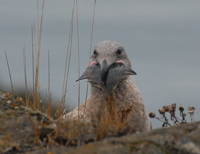 [IMAGE] gull vs. flounder