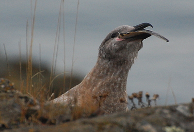 [IMAGE] gull vs. flounder