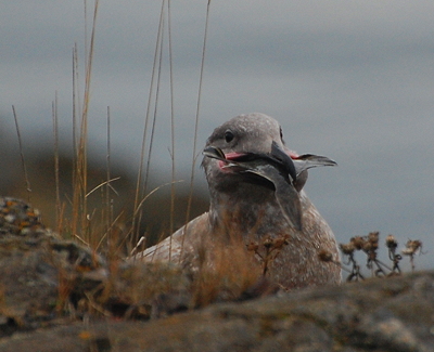 [IMAGE] gull vs. flounder