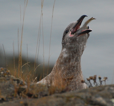 [IMAGE] gull vs. flounder