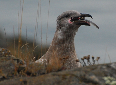 [IMAGE] gull vs. flounder