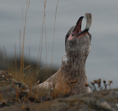 [IMAGE] gull vs. flounder