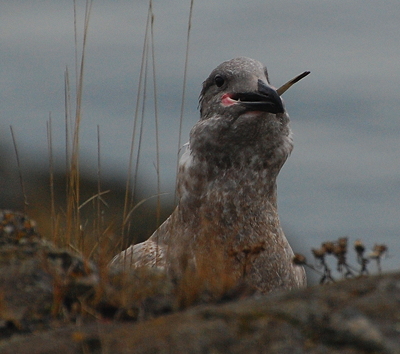 [IMAGE] gull vs. flounder