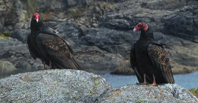 [IMAGE] Turkey Vulture couple