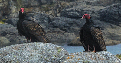 Turkey vultures