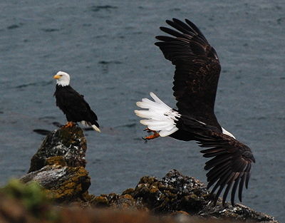 [IMAGE] Two Bald Eagles