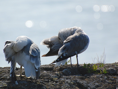 [IMAGE] gulls