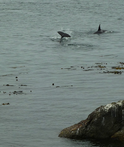 [IMAGE] two orcas