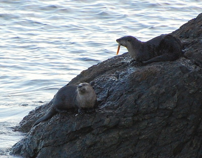 river otters