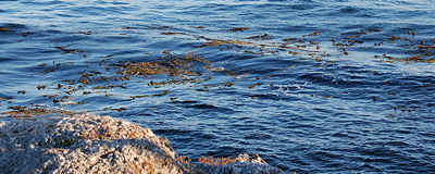 [IMAGE] undulating kelp