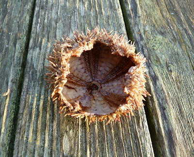 [IMAGE] urchin insides /><br />
<em>What it looks like when a gull cleans his plate. Good boy!</em><br />
<span style=