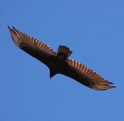 [IMAGE] soaring vulture