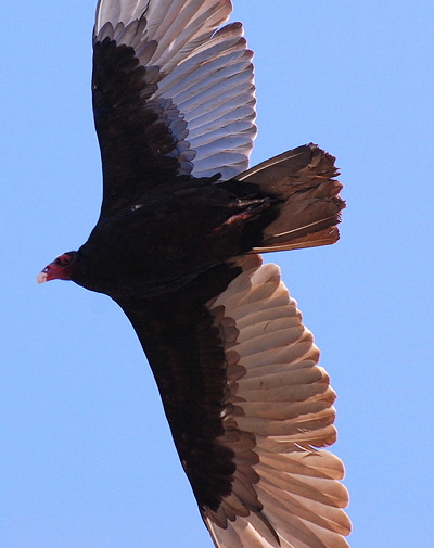 [IMAGE] soaring vulture