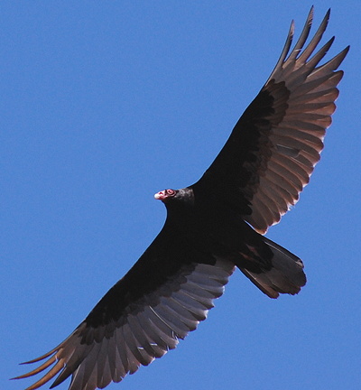 [IMAGE] soaring vulture