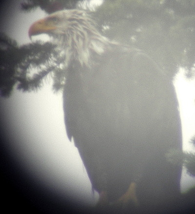 [IMAGE] wet bald eagle