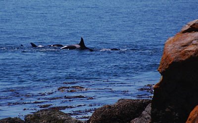 [IMAGE] orcas