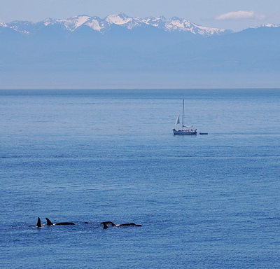 [IMAGE] whales and sails