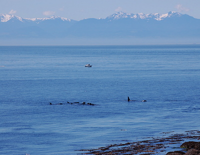 [IMAGE] orcas