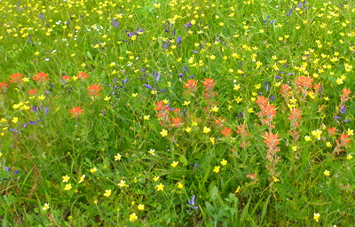 [IMAGE] meadow