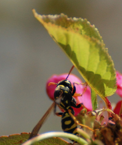 [IMAGE] yellow jacket